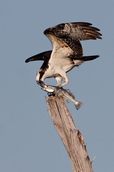 Osprey © Russ Chantler